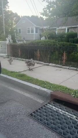 The video captures a residential sidewalk with four goslings walking in a line. They are proceeding from left to right on the concrete path, with a curb and street visible in the foreground and a fence, manicured bushes, and a house in the background. The weather appears to be fair with visible sunlight.