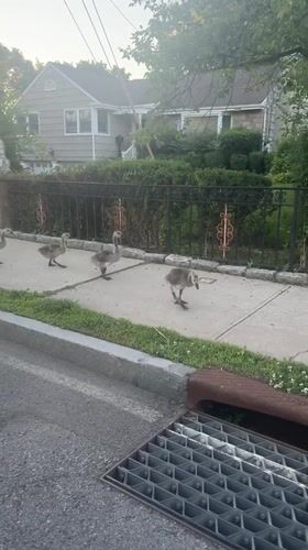 Geese family crosses residential street in Mamaroneck late evening