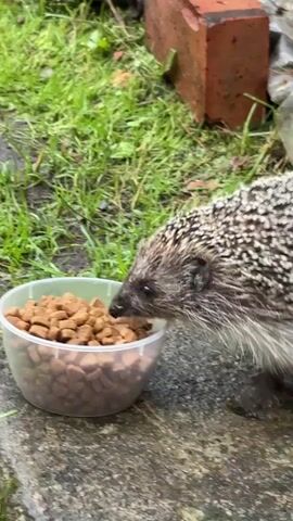 A hedgehog is eating dry kibble from a clear plastic bowl. The hedgehog is on a gray stone surface. In the background, there is green grass and a red brick. The hedgehog's quills are visible.