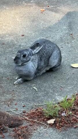 A gray rabbit is sitting on a concrete surface. The rabbit is facing left and looking forward. The rabbit has its ears up and its eyes are open. The rabbit's fur is gray with some white markings. The rabbit is sitting on a patch of dirt and grass. There are some leaves and twigs on the ground around the rabbit. The background is blurred.