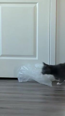 The video begins with a blurry image of a black and white dog running. The scene then focuses on two cats on a wooden floor. One cat, black and white, is lying on its back with its paws in the air. A gray cat approaches the black and white cat and begins to playfully interact with it, pawing at its belly and head. In the background, there is a shoe rack filled with shoes, a chair with a cushion, and a cardboard box. The environment appears to be indoors, likely a home.