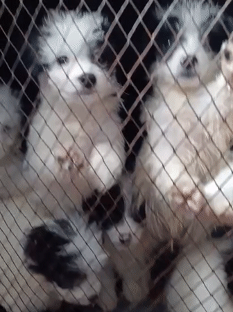 Dogs, puppies, and a cat at a Nairobi pet setup