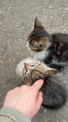 Person tends to kittens on street in Beryozovy, Russia
