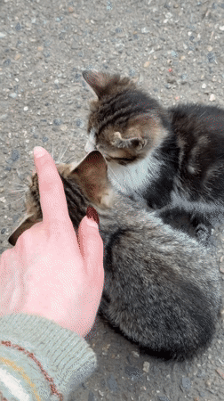 Person tends to kittens on street in Beryozovy, Russia