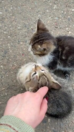 Person tends to kittens on street in Beryozovy, Russia