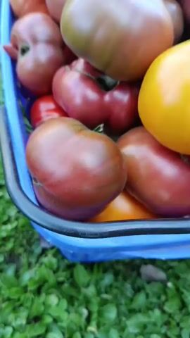 The video shows a blue basket filled with a variety of tomatoes and a few peppers. The basket is placed on green grass with scattered white flowers and fallen leaves. The tomatoes are of different colors, including red, dark red, yellow, orange, and a dark green one. Some of the tomatoes are large and have an irregular shape, while others are round. The peppers are small and red, with one larger green pepper visible at the top of the basket. The camera slowly pans across the basket, showing the abundance of produce. The lighting suggests it is daytime.