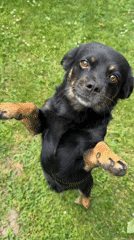 Dogs playing in a Kozova yard, alongside orchid close-ups