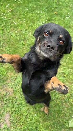 Dogs playing in a Kozova yard, alongside orchid close-ups