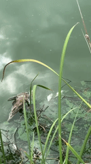 Early morning activities and wildlife documented in Baan Chaweng