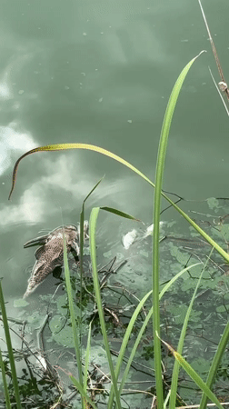 Early morning activities and wildlife documented in Baan Chaweng