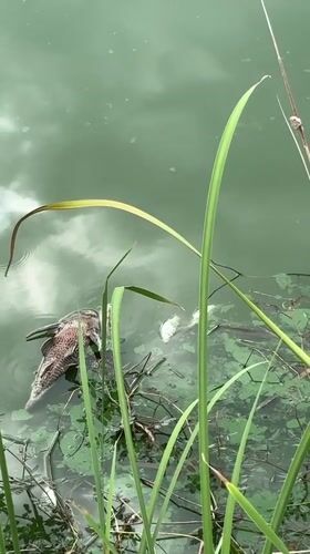 Early morning activities and wildlife documented in Baan Chaweng