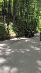 Horse-drawn carriage carries passengers through Schwangau forest road