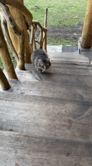 Tabby kitten spotted on wooden porch steps in Tyulyuk