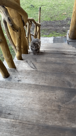 Tabby kitten spotted on wooden porch steps in Tyulyuk
