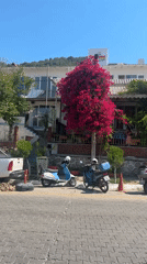 Street scenes and bay views in sunny Fethiye, Turkey