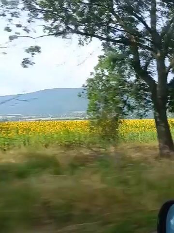 A video recorded from inside a moving vehicle shows a landscape with trees and a field of yellow flowers. The view is slightly blurred due to the motion. A side mirror of the vehicle is visible in the foreground, reflecting the sky and some trees. The field appears to be a large expanse of sunflowers. The background features hills or mountains. The overall impression is of a scenic drive through the countryside.