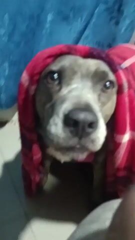 The video shows a close-up of a dog wearing a red plaid blanket over its head, creating a hood-like effect. The dog has gray and white fur, with a dark nose and visible whiskers. Its eyes are dark and appear to be looking directly at the camera. A blue curtain is visible in the background and there is tiled flooring. The dog appears to be making a slight whimpering sound. A leg is partially visible on the right side of the frame.