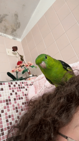 Green parrot spotted playing indoors in Basiano, Italy