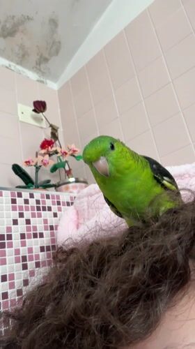 Green parrot spotted playing indoors in Basiano, Italy