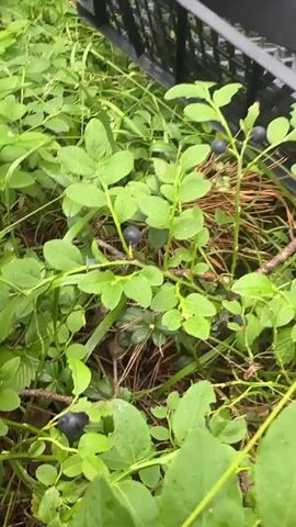 A person is picking blueberries and wild strawberries in a wooded area. They are placing the berries in plastic containers that are inside a black crate. The berries are on bushes with green leaves. The ground is covered with grass and leaves. The video is shot from a first-person perspective.