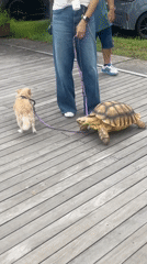 Tortoise on a leash takes a morning walk at Lake Yamanakako