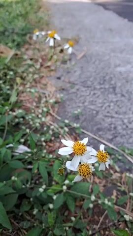 A roadside scene features several small white flowers with yellow centers growing in the grass on the left side of a paved road. The flowers are clustered near the edge of the road, with more greenery and dried leaves surrounding them. The road itself is gray and textured, stretching into the distance. On the road, a person on a dark-colored motorcycle is visible, riding away from the camera and moving towards a bend in the road. The surrounding environment is lush with green trees and foliage, suggesting a rural or natural setting. The lighting indicates daytime. The camera appears to be positioned at a low angle, close to the ground, focusing on the flowers. The background is slightly blurred, with a bokeh effect.