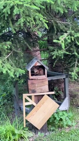 A squirrel is perched inside a wooden birdhouse. The birdhouse is attached to a wooden post, which is surrounded by trees and foliage. The squirrel is facing the camera and appears to be eating something. The birdhouse is small and has a peaked roof. The squirrel is brown and has a bushy tail. The trees are tall and green. The foliage is dense and varied.