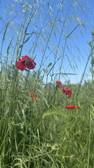 Field of grass and red poppies sway in wind