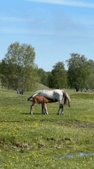 Horses and foals observed grazing in wildflower meadows