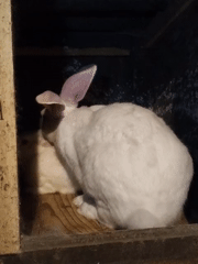 White rabbit resting in a wooden enclosure, Grinăuți