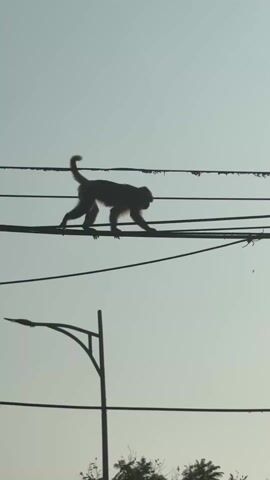 The video shows a monkey walking and sitting on electrical wires. The monkey is silhouetted against a light sky. The wires are strung between utility poles, and there are trees visible in the background. The monkey walks along the wires and then sits down, its tail hanging down.