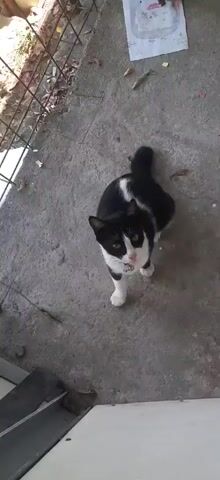 A black and white cat is seen outdoors on a concrete surface. The cat is looking up and appears to be meowing. A white collar with a bell is visible around its neck. The background shows a fence and some debris on the ground. The video is captured from a high angle.
