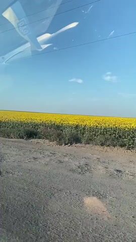 The video shows a view from inside a vehicle, looking out at a vast field of sunflowers under a clear blue sky with a few scattered white clouds. A dirt road is visible in the foreground. Reflected in the vehicle's windshield are what appear to be parts of the vehicle's interior, including a rearview mirror, and a Ukrainian flag. The sunflower field stretches to the horizon, with green foliage in front of the bright yellow flowers. There are no people visible in the scene. The overall impression is a scenic rural landscape.