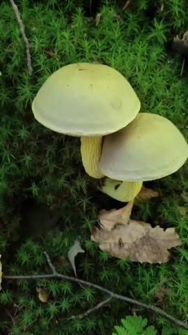 Two light yellow mushrooms with thick stems are growing from mossy ground. Leaves and twigs are also visible in the forest floor setting. The camera pans to the side, showing a single mushroom from a different angle.