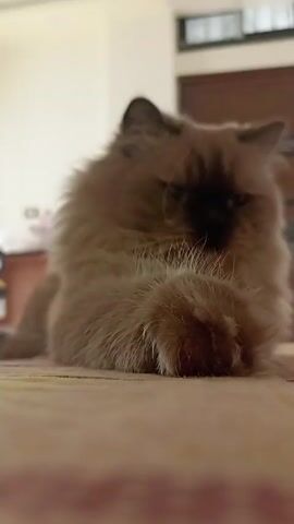 The video shows a fluffy, light-brown cat lying on a tan surface, possibly a carpet or blanket. The cat is facing the camera, and its face is somewhat obscured by its fur. A person's finger reaches out and touches the cat's paw. The background is blurred, but appears to be an indoor setting with furniture and a window.