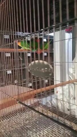 A cage with multiple perches contains at least three green lovebirds with orange faces. Two of the birds are positioned close together on a central perch, appearing to nuzzle or preen each other. Another bird is visible further back on the same perch. The background shows a wall and what appears to be other cages or structures. The lighting is dim.
