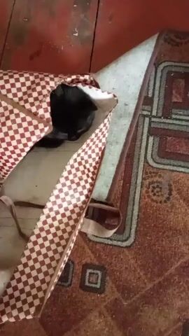 A brief video shows a black cat hiding inside of a large, brown and white checkered bag. The bag sits on a worn wooden floor near a tan and brown patterned rug. The cat is curled up inside the bag, mostly obscured by the bag's fabric. The room appears dimly lit and the overall scene has a somewhat cluttered feel.