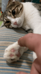 Person touches cat's paw in quiet moment in Zelenograd