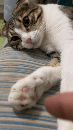 Person touches cat's paw in quiet moment in Zelenograd