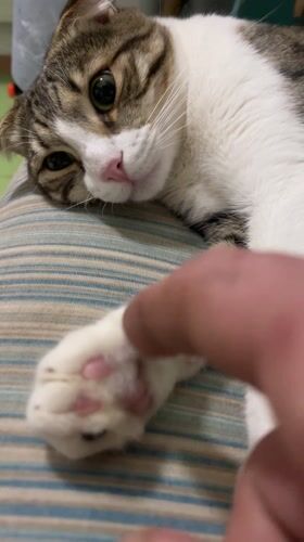 Person touches cat's paw in quiet moment in Zelenograd
