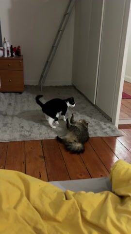 Two cats are in a room with a wooden floor and a gray rug. One cat is black and white and is standing on the rug. The other cat is brown and fluffy and is lying on its back on the wooden floor, playfully batting at the standing cat. There is a ladder leaning against the wall and a dresser with items on top of it in the background.  A yellow blanket is visible in the foreground.