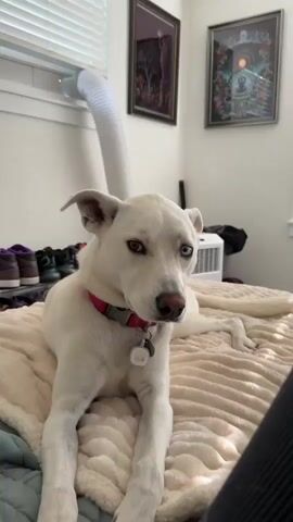 A white dog with heterochromia, one blue eye and one brown eye, lies on a bed covered with a cream-colored textured blanket. The dog is wearing a pink collar with a white tag. Behind the dog, to the left, a white air conditioner vent hose extends from the window. To the right, a white portable air conditioner unit sits on the floor. Two framed pictures hang on the wall behind the dog. In the foreground, a person's hand reaches into the frame and lightly taps the dog on the nose. The dog then lowers its head and scratches its ear with its hind leg. The person's hand reappears and taps the dog on the nose again.