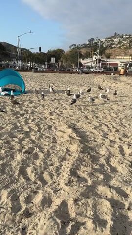 The video shows a sandy beach with a flock of seagulls. A blue beach tent is set up on the left side of the frame. In the background, there is a road with cars, palm trees, and buildings on a hill. The sky is partly cloudy. The seagulls are scattered across the sand, some are standing, others are walking. One seagull in the foreground has a red beak. Another seagull is partially hidden behind the tent. A person is briefly visible walking in the background.
