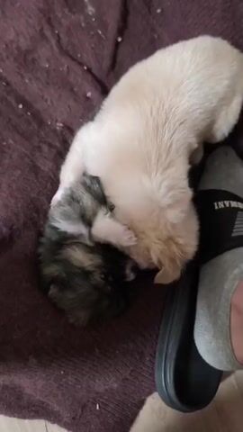 Two small puppies, one a light tan color and the other mostly dark with white markings, are lying on a dark purple blanket. The lighter puppy is on top of the darker one. The darker puppy rolls over onto its back. A person’s foot wearing a gray sock and a black slide is visible on the right side of the frame.