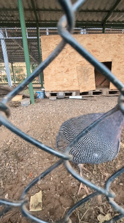 Quiet coastal afternoon documented in Kobuleti, Georgia