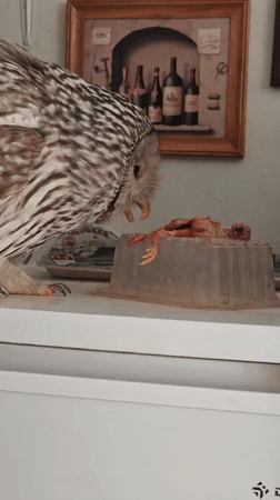 Cats, birds, fish, and plants fill a busy Abakan home