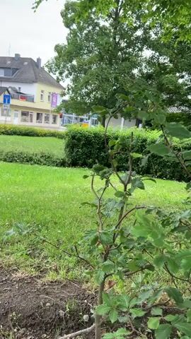 The video shows a view of a green park-like area with a small tree in the foreground and a street with buildings in the background. The sky is overcast. The tree has green leaves and brown branches. The grass is green and there are a few small white flowers visible. In the background, there is a yellow building with shops on the ground floor. A white van is driving on the street. There is a traffic light visible. A green hedge is also present. The ground in the foreground appears to be soil with some small dark objects, possibly mushrooms.
