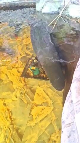 The video shows a large dark-colored fish swimming in a shallow pool with yellow and white tiled floor. The fish is the central focus of the shot. A person wearing a light-colored garment stands close to the pool, partially visible on the right side. The water is clear, revealing several smaller fish swimming around, including at least one goldfish. Above the pool, there are elements of stone or concrete structure, suggesting the pool is man-made.