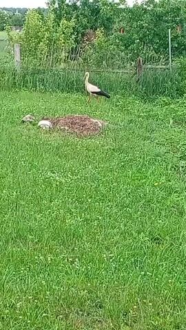 A white stork with black wing feathers and red legs stands in a grassy field. There is a nest of twigs and leaves to the left of the stork, with what appear to be white eggs partially visible. In the background, there are trees and a wooden fence. The scene is set in daylight.