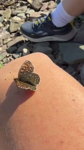 A butterfly rests on a person's knee. The person is wearing shorts, white socks, and athletic shoes. The background shows a rocky shoreline with water visible in the upper left corner.